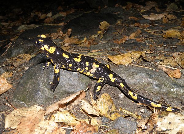 Salamandra salamandra