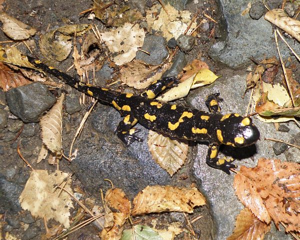 Salamandra salamandra