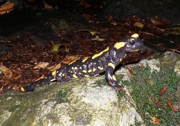 Salamandra salamandra