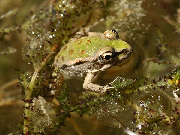 Pelophylax cretensis