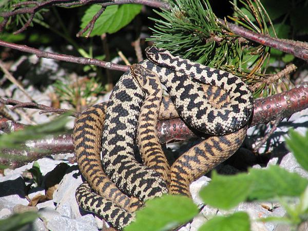 Vipera berus