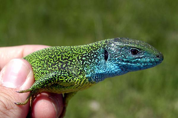 Lacerta viridis