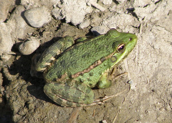 Pelophylax ridibundus