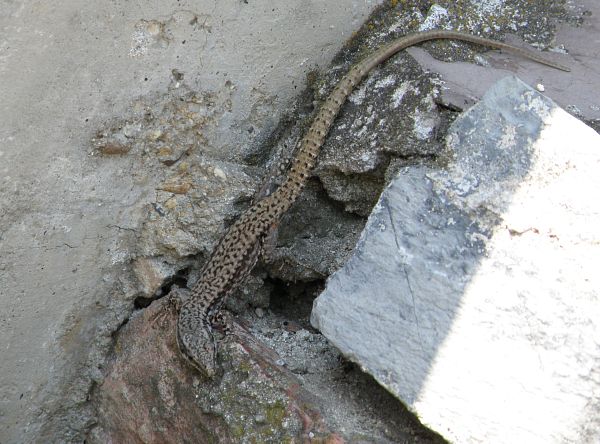 Podarcis muralis