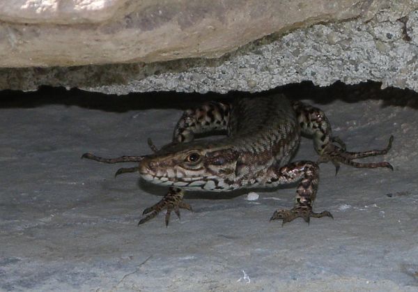 Podarcis muralis