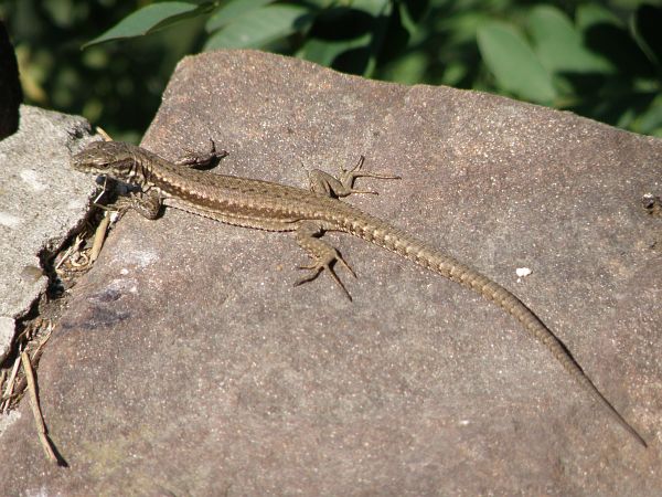 Podarcis muralis