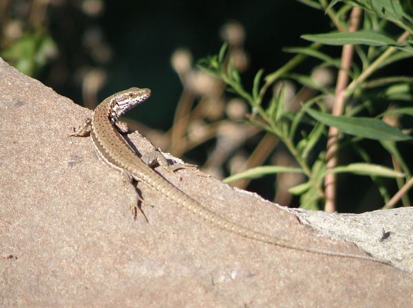 Podarcis muralis