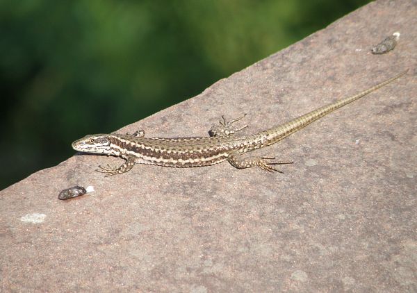 Podarcis muralis