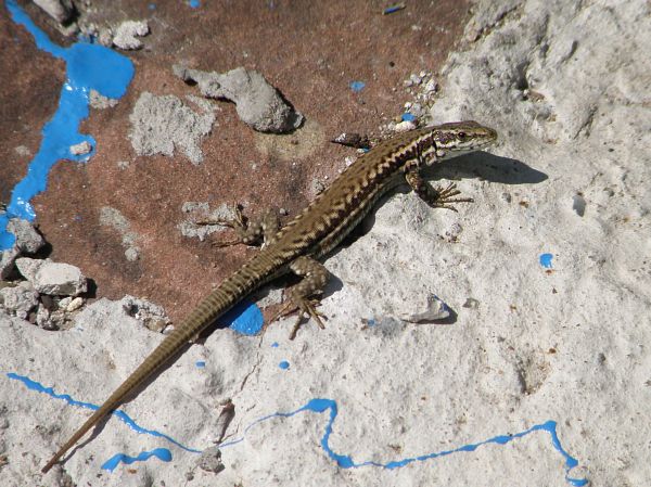 Podarcis muralis