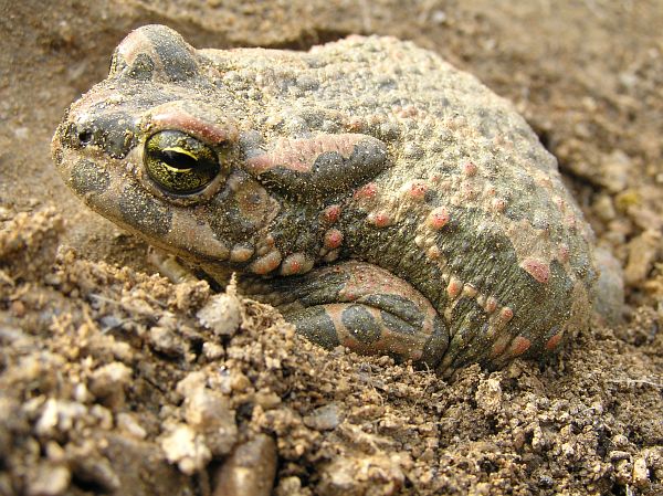 Pseudepidalea viridis