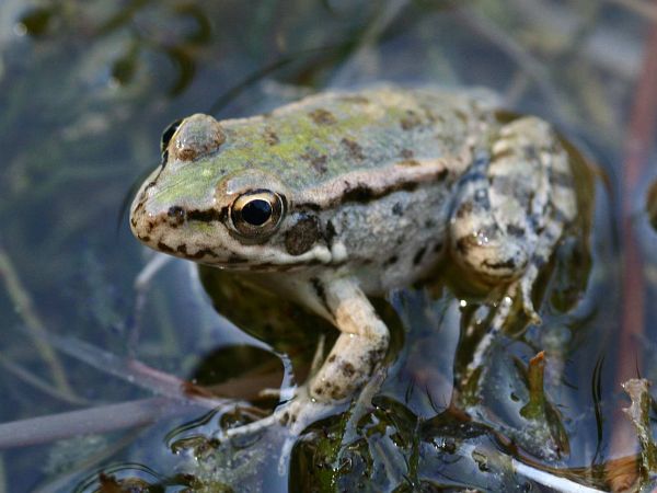 Pelophylax cretensis