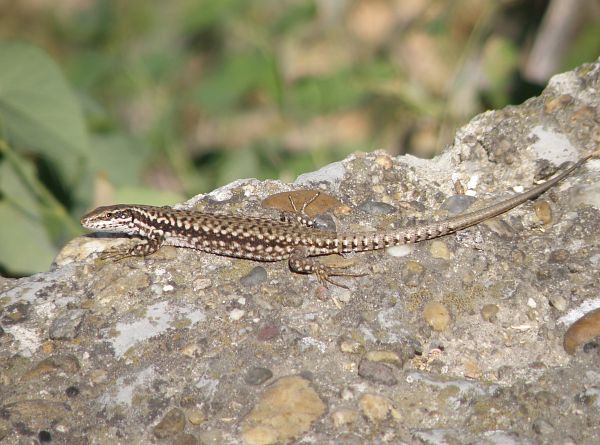 Podarcis muralis