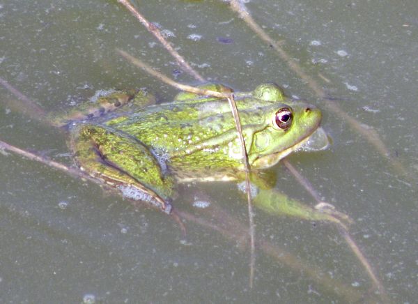 Pelophylax ridibundus