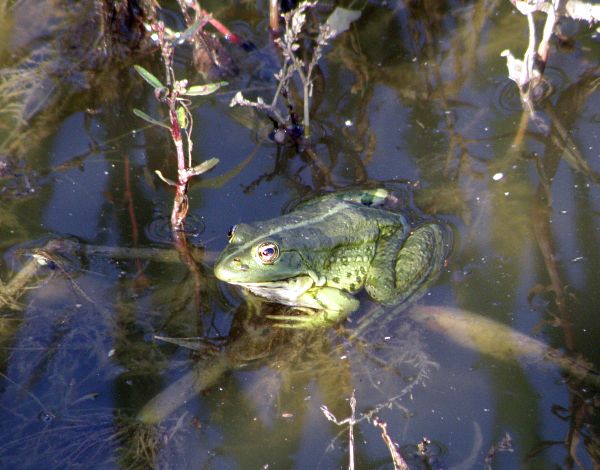 Pelophylax ridibundus