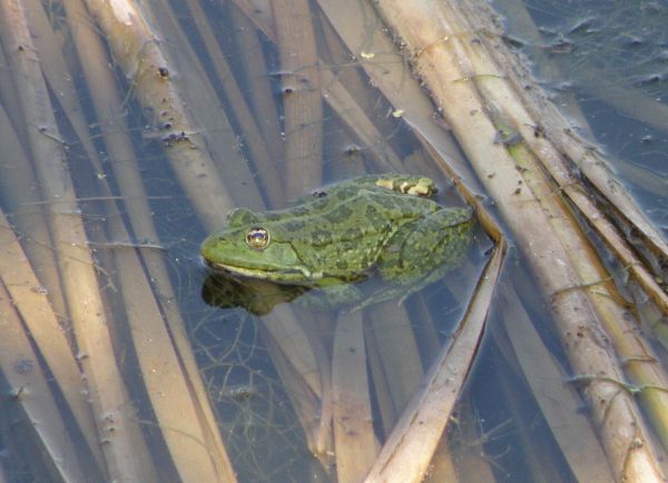 Pelophylax ridibundus