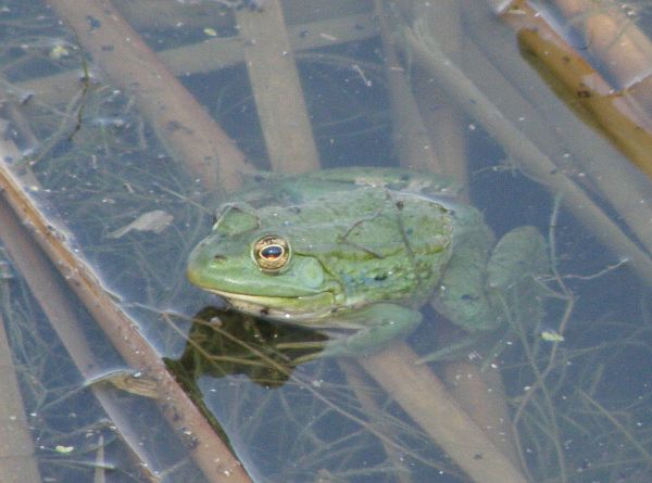 Pelophylax ridibundus