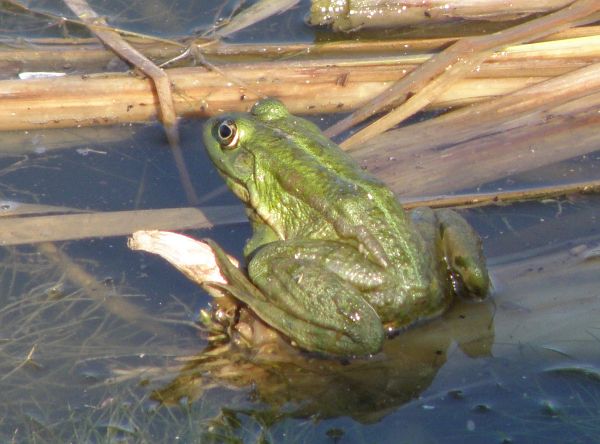 Pelophylax ridibundus