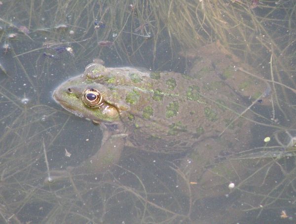 Pelophylax ridibundus