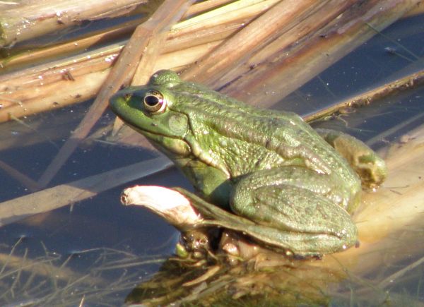 Pelophylax ridibundus