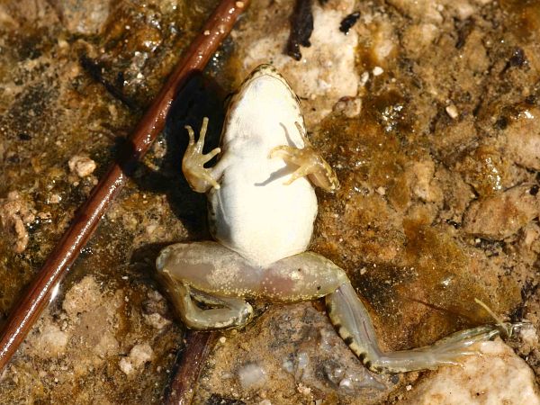 Pelophylax cretensis