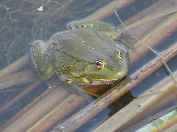 Pelophylax ridibundus