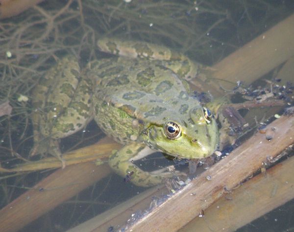 Pelophylax ridibundus