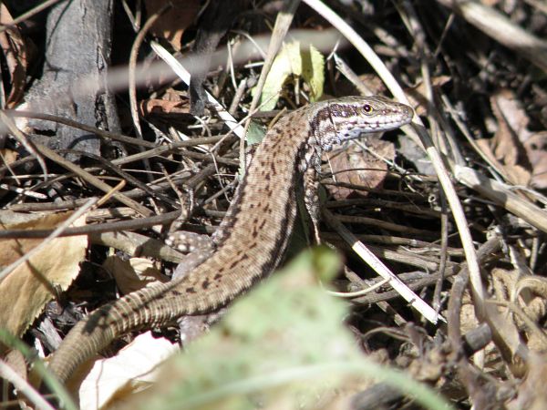 Podarcis muralis