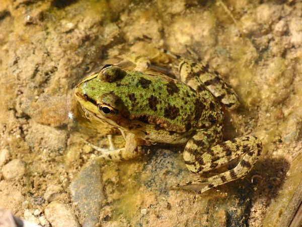 Pelophylax cretensis