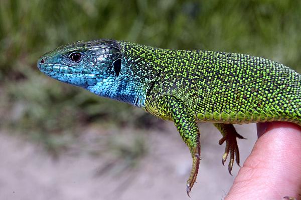 Lacerta viridis