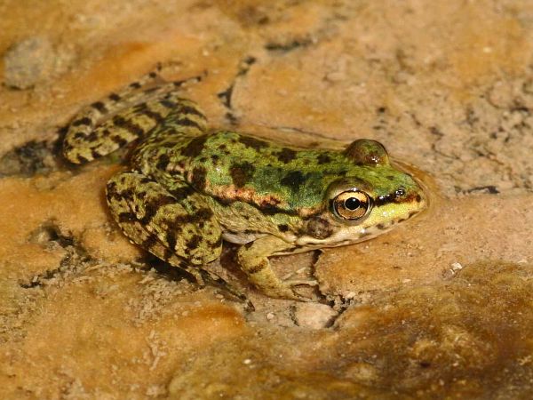 Pelophylax cretensis