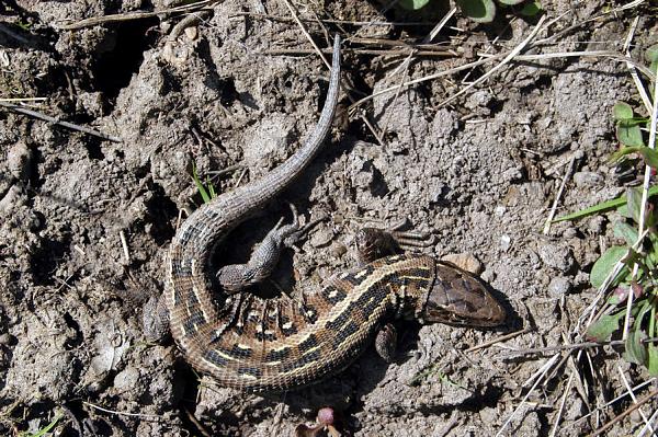 Lacerta agilis