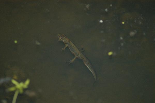 Lissotriton vulgaris