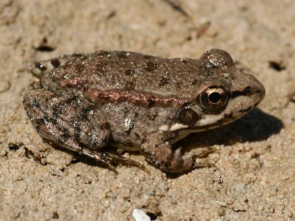 Pelophylax cretensis