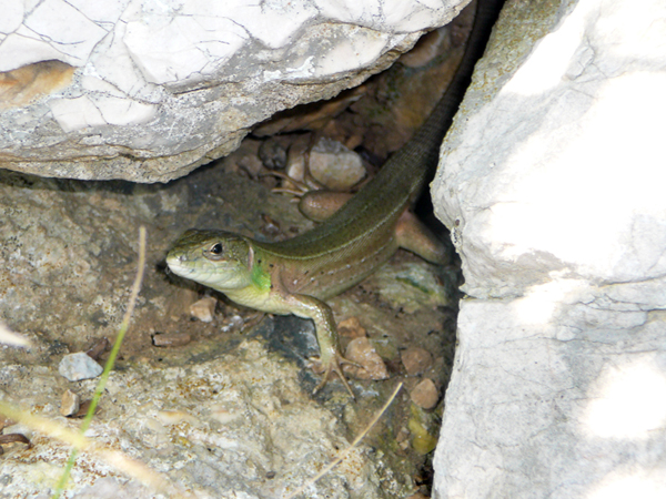 Lacerta trilineata