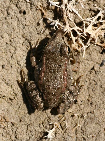 Pelophylax cretensis