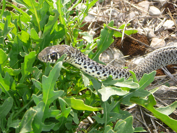 Hierophis gemonensis