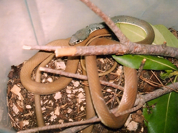 Platyceps najadum