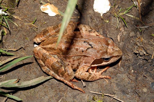 Rana temporaria