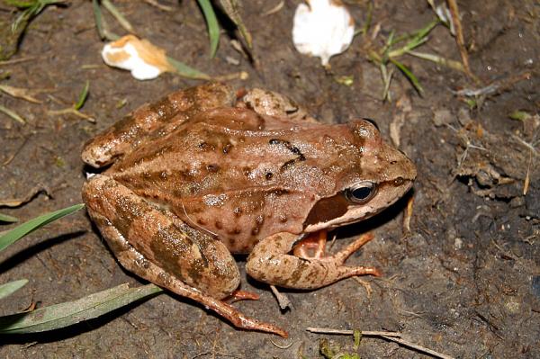 Rana temporaria