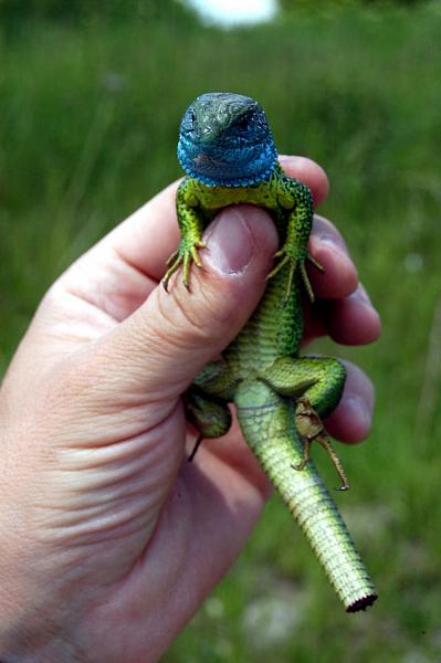 Lacerta viridis