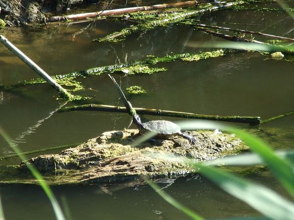 Mauremys rivulata