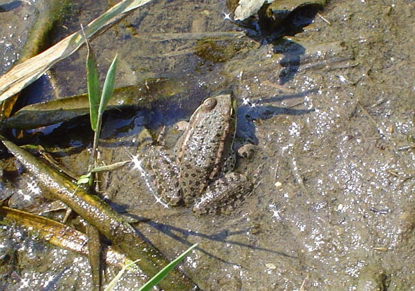 Pelophylax ridibundus