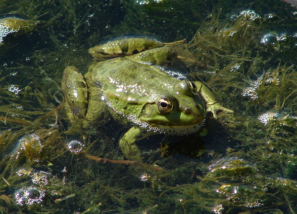 Pelophylax ridibundus