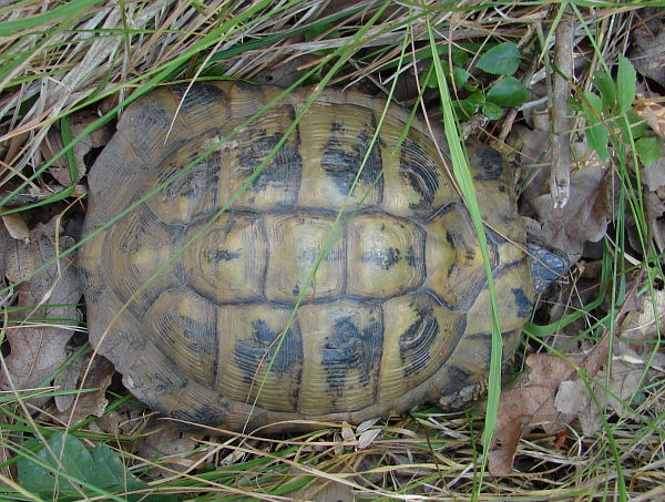 Testudo hermanni