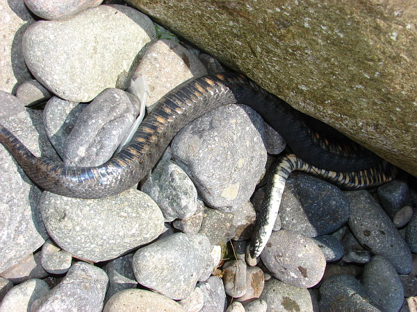 Natrix tessellata