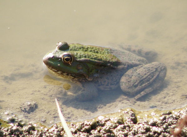 Pelophylax ridibundus