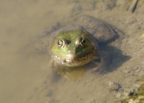 Pelophylax ridibundus