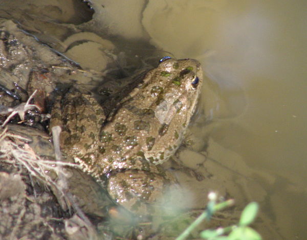 Pelophylax ridibundus