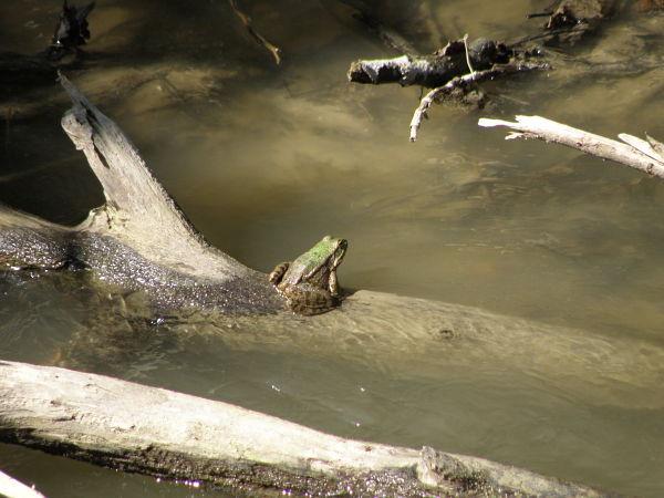 Pelophylax ridibundus