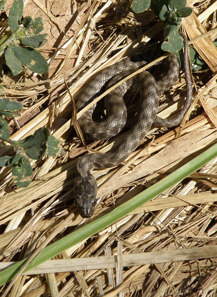 Natrix tessellata